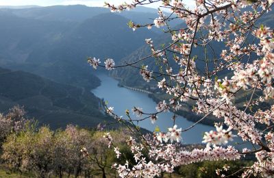 Amendoeiras em Flor | Pinto Lopes Viagens