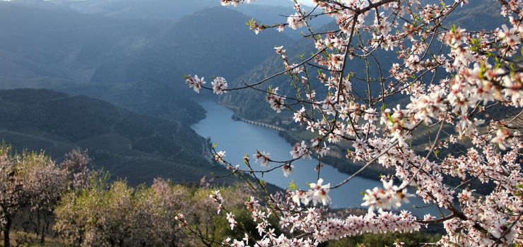 Amendoeiras em Flor | Pinto Lopes Viagens